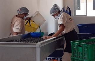 Presentación de la primera norma boliviana NB 36009:2021 para la pulpa de asaí, el fruto estrella de la Amazonía 