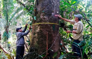 Nuevas Parcelas Permanente de Monitoreo fueron instaladas en la Amazonía boliviana con la participación de jóvenes indígenas y campesinos