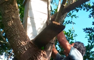 Jóvenes indígenas Tsimane en Beni avanzan hacia la producción sostenible de miel.