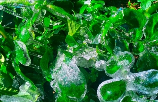 Efectos Climáticos adversos, afectan la producción del Municipio De Pojo.