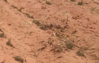 Sequías y heladas persisten en el altiplano afectando la producción agropecuaria y poniendo en riesgo a la seguridad alimentaria.