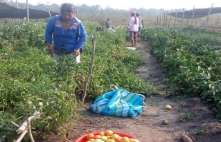 Cosecha en aumento en Makanaté de Concepción: apuesta por su diversificación productiva