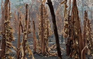 Territorios indígenas en Beni afectados gravemente por los incendios