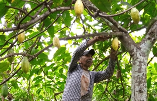 Día mundial del cacao: “El alimento de los dioses...”