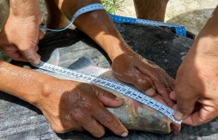 Jóvenes del TIM II refuerzan el cultivo de peces para garantizar seguridad alimentaria y generación de ingresos
