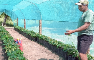 Cacao con futuro: Promotores agroecológicos impulsan viveros familiares ante buenos resultados y precios en alza
