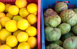 Añahuani celebra su primera feria ecológica de la chirimoya y la miel, impulsando la producción local con identidad
