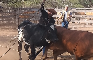 Clostridiosis bovina en el Chaco boliviano: una amenaza silenciosa para la ganadería