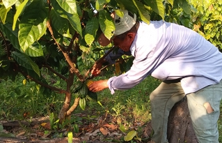 Cacao nativo amazónico: productores de San Ignacio de Mojos avanzan hacia un modelo sostenible con proyección internacional
