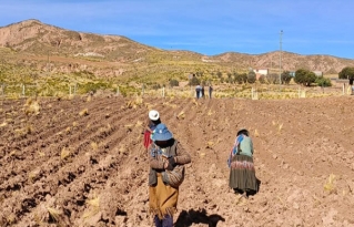 Conservación de papa nativa: productores de San Pedro de Totora establecen parcelas in situ para enfrentar el cambio climático