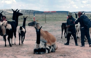 San Pedro de Totora impulsa el mejoramiento genético de llamas con el primer registro técnico de reproductores machos