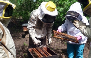 Diálogo e interaprendizaje apícola fortalecen la producción sostenible en el Chaco