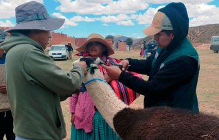 Refrescando la genética camélida: productores de San Andrés de Machaca fortalecen su hato con reproductores élite de San Pedro de Totora