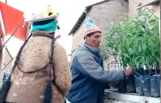 Transformando andenes tradicionales: familias de Amarete apuestan por sistemas agroforestales sostenibles