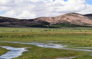 Plan de Gestión Sostenible consolida la conservación de los bofedales en San Pedro de Totora