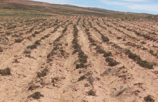 Heladas generan pérdidas significativas en la producción de papa en el municipio de San Pedro de Totora