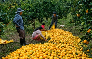 Temporada de color naranja: familias de Cañadillas fortalecen la comercialización directa de cítricos