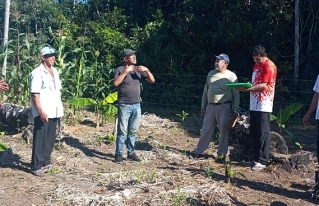 Magdalena avanza en el mejoramiento genético participativo de maíz y yuca para fortalecer la resiliencia productiva