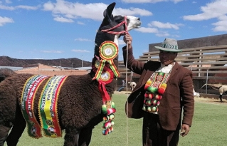 Guardianas y guardianes de semillas nativas y recursos genéticos de camélidos muestran el potencial productivo de San Pedro de Totora