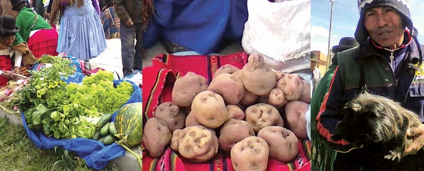 Papas y hortalizas gigantes destacan en la feria de Taraco