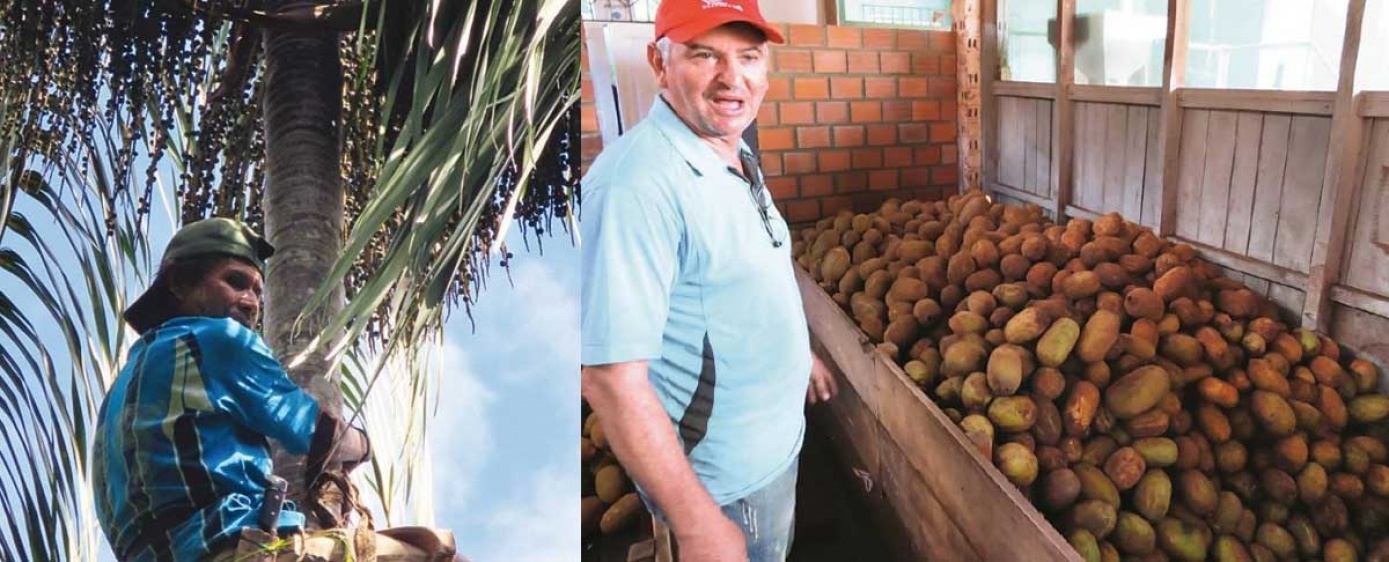 Chocolate, asaí, majo, copoazú, delicias que oculta la Amazonia