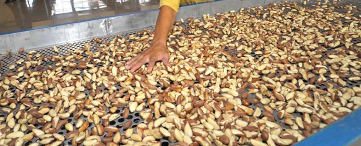 Exportadores creen factible cultivos de soya en noroeste