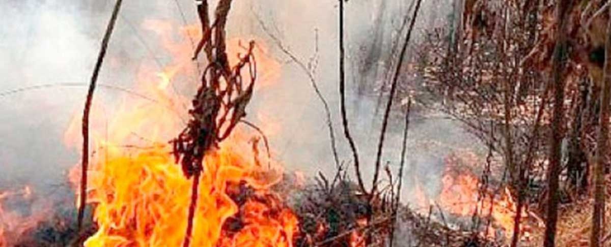 Chaqueos destruyeron 35 millones de hectáreas de bosques en 15 años