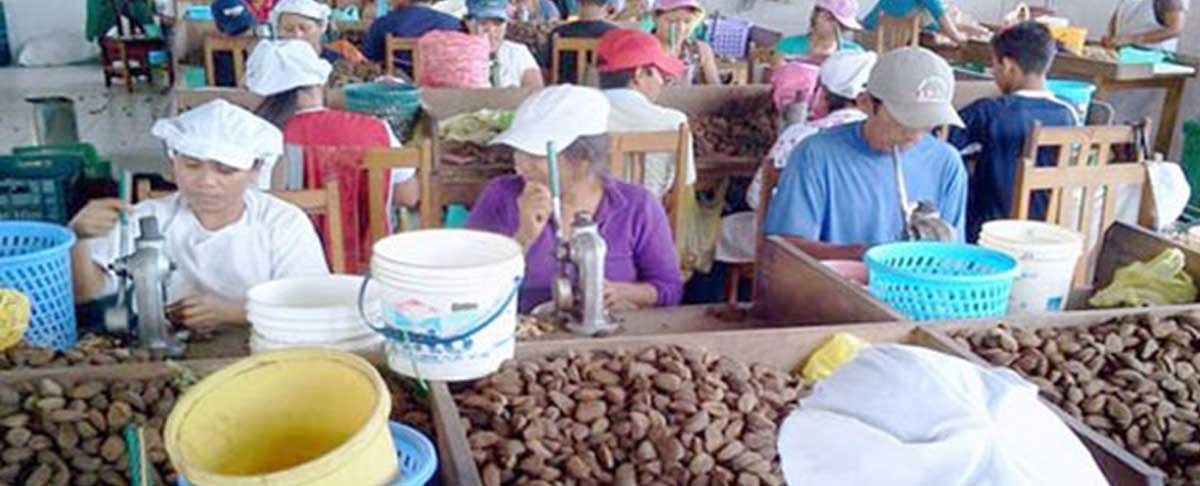 30 mil árboles productivos se perdieron por deforestación