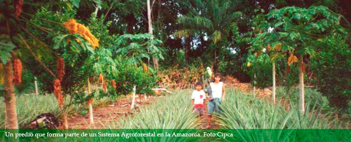 Cipca: sistemas agroforestales son la alternativa al agroextractivismo