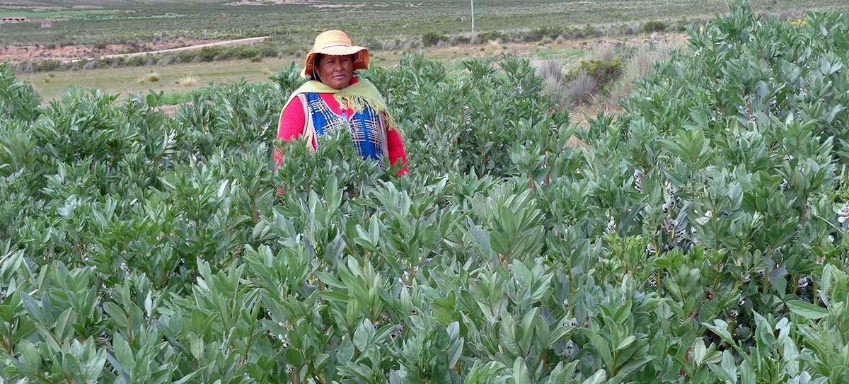 Buena producción de cultivos gracias a las lluvias en el Altiplano