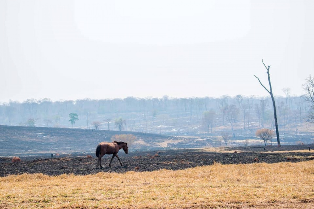 Incendios en Bolivia: decisiones, responsabilidades y propuestas