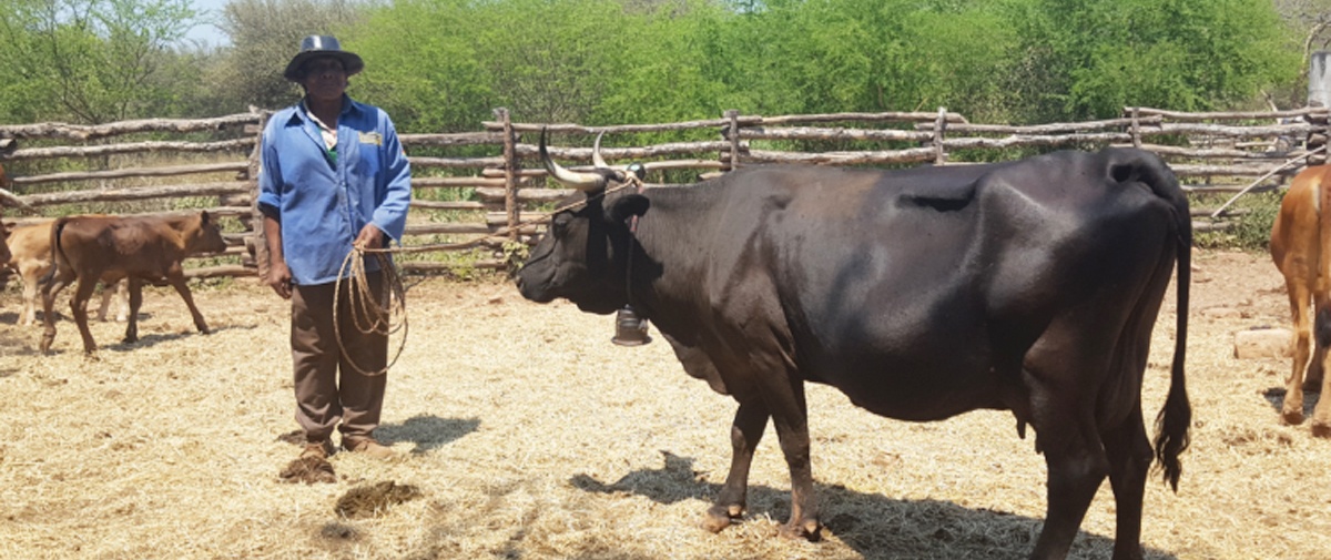 Autonomía en Charagua Iyambae: La lucha ancestral guaraní que hoy rinde frutos