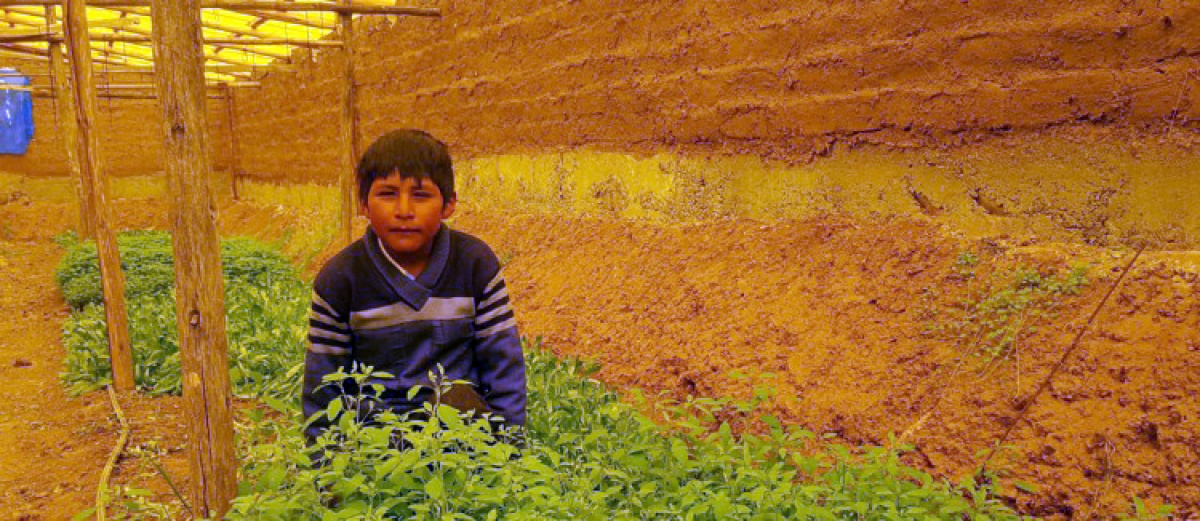 Calamarca: Jóvenes profesionales retornan a sus comunidades y promueven la agroecología