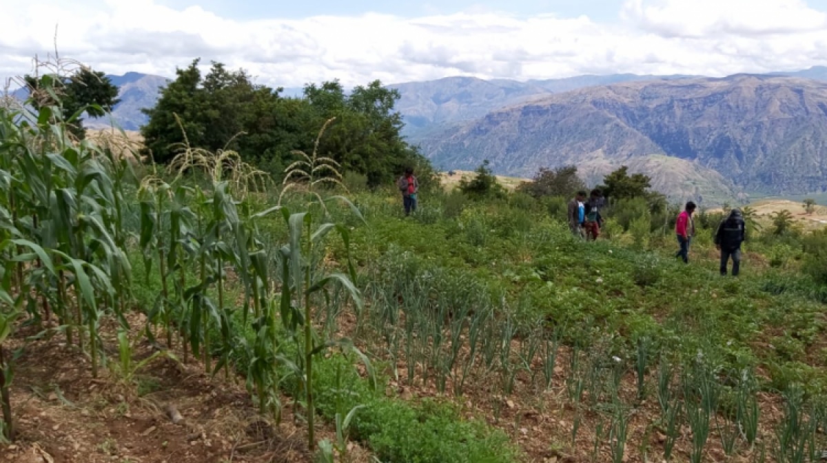 Agricultura sostenible en comunidades campesinas permite reducir la migración a ciudades
