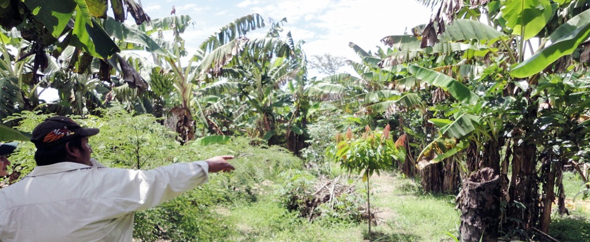 Tiempo de transición en el mundo: volver de la mano de la agroecología es otra forma de llegar