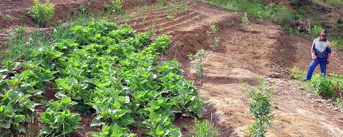 Fortalecer la agricultura familiar para mitigar los impactos del COVID-19