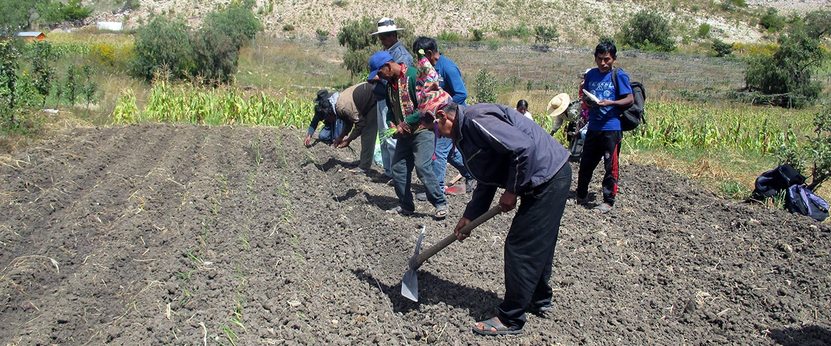 Repensar un modelo de desarrollo rural sostenible desde la agricultura familiar en tiempos de COVID-19