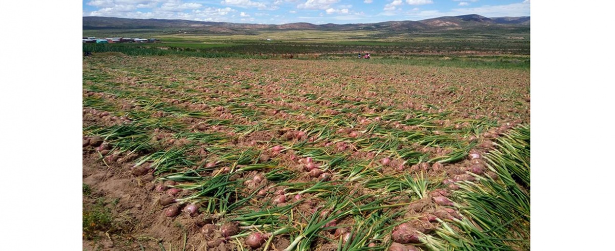 Familias de San Pedro de totora en Oruro diversifican su producción y proveen hortalizas en época de COVID-19