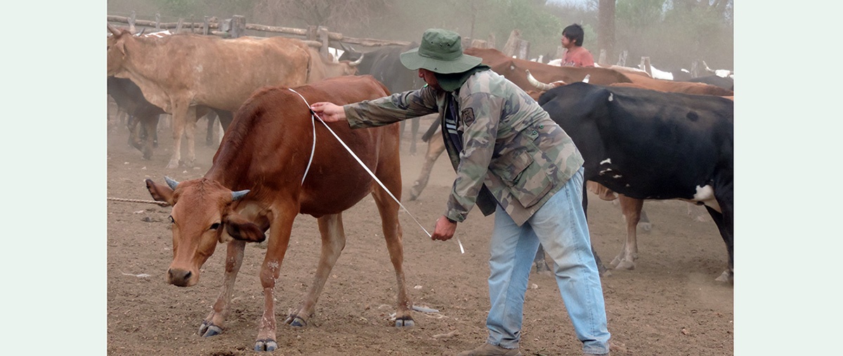 Cambio del modelo de producción ganadera para tierras bajas