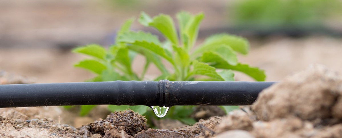 Agua: un recurso determinante para la seguridad alimentaria