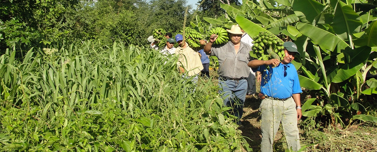 Alimentando Bolivia: El poder nutricional de la agricultura familiar