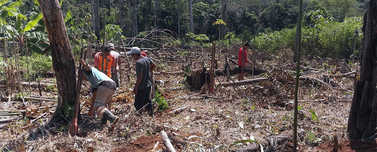 Sistemas agroforestales: contribución climática desde prácticas consolidadas