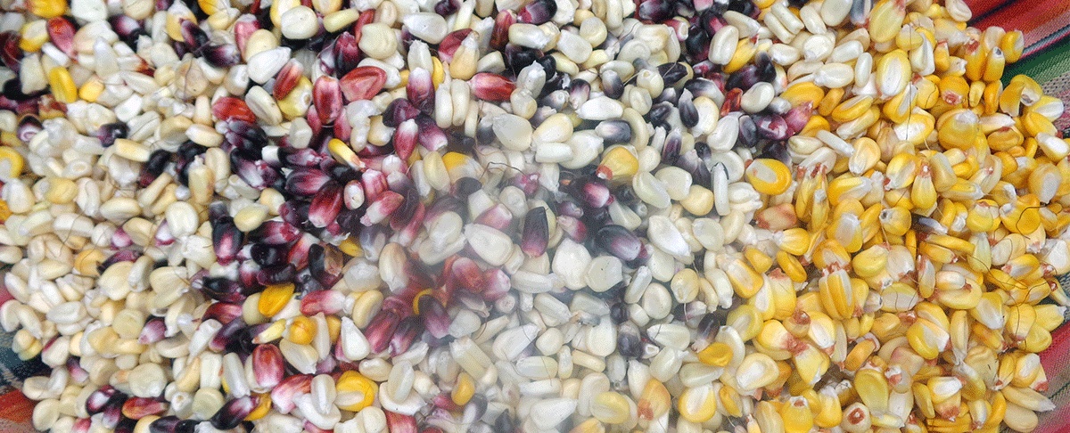 Semillas nativas: El corazón de la resiliencia alimentaria en Kereimba Iyaambae