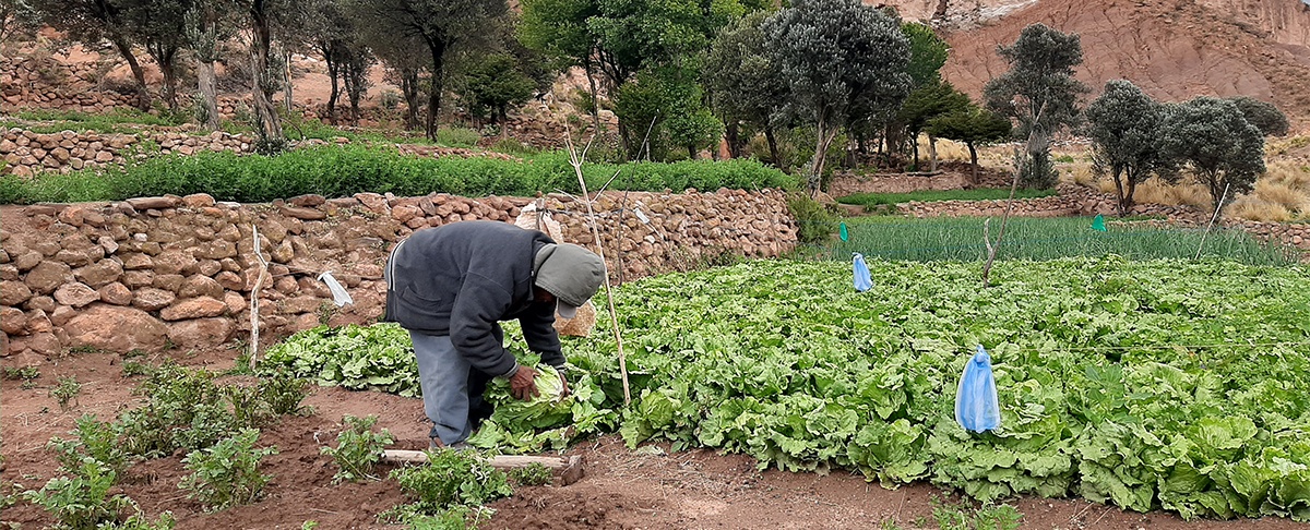 La pequeña propiedad productiva: el aporte invisible que sostiene la alimentación de Bolivia
