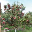 Manzanas y verduras con riego, el potencial productivo de Pojo