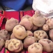 Papas y hortalizas gigantes destacan en la feria de Taraco