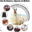 Mejorar la producción de camélidos pasa por 4 factores