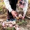 Calamarca se une contra el cambio climático