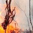 Chaqueos destruyeron 35 millones de hectáreas de bosques en 15 años