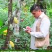 Científicos bolivianos van tras el genoma del cacao amazónico